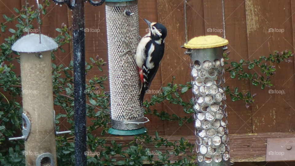 Great spotted woodpecker 