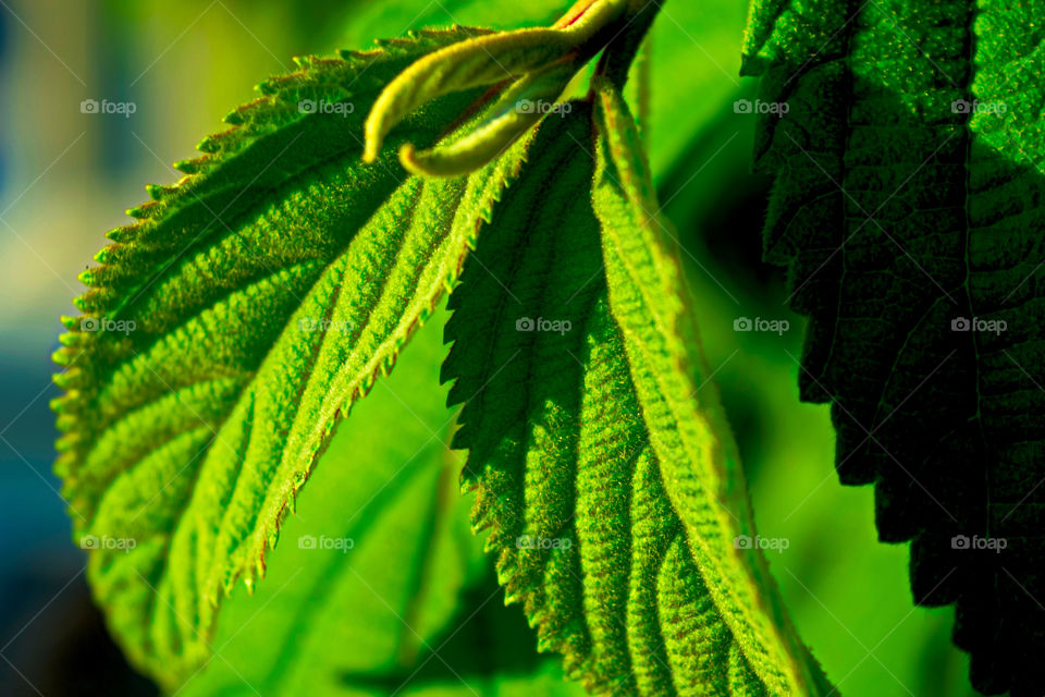 Natural leaves