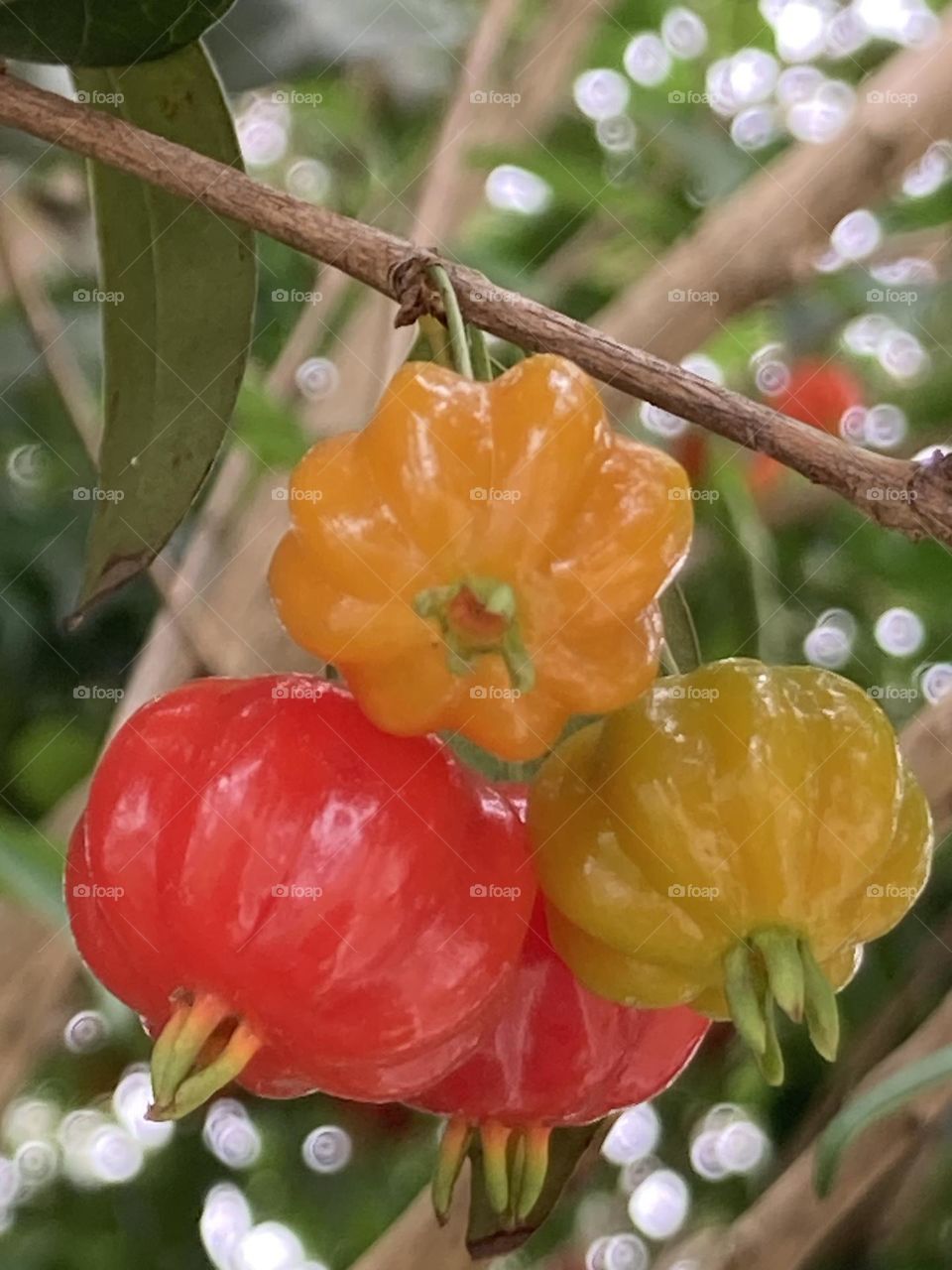 Pitangas vermelhas e alaranjadas na árvore penduradas suavemente num galho natural. Fundo em foco suave destacando a delicadeza das frutas.