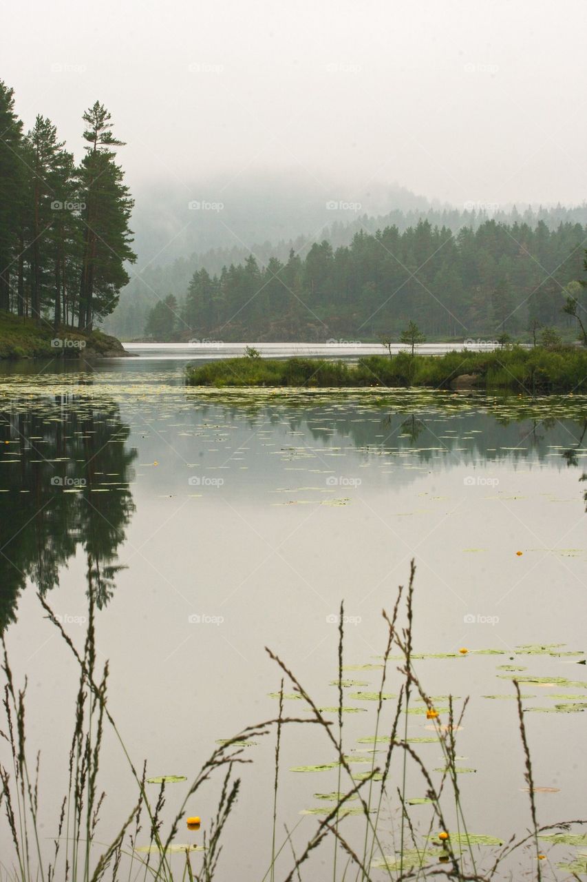 Foggy lake