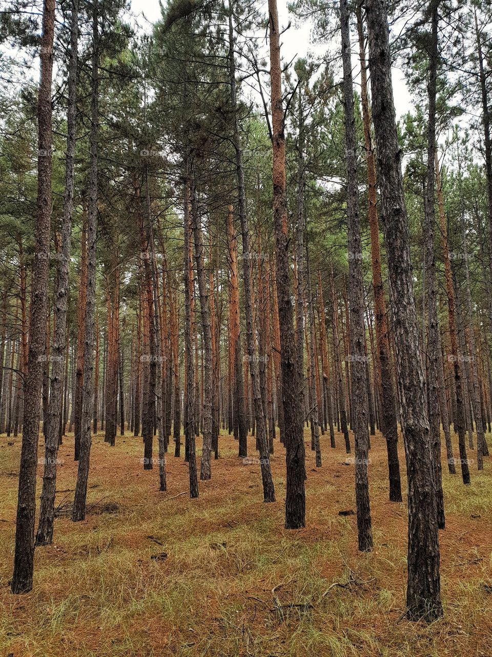 autumn pine forest with tall trees
