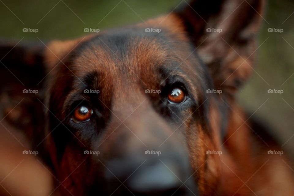 German shepherd dog outdoor portrait