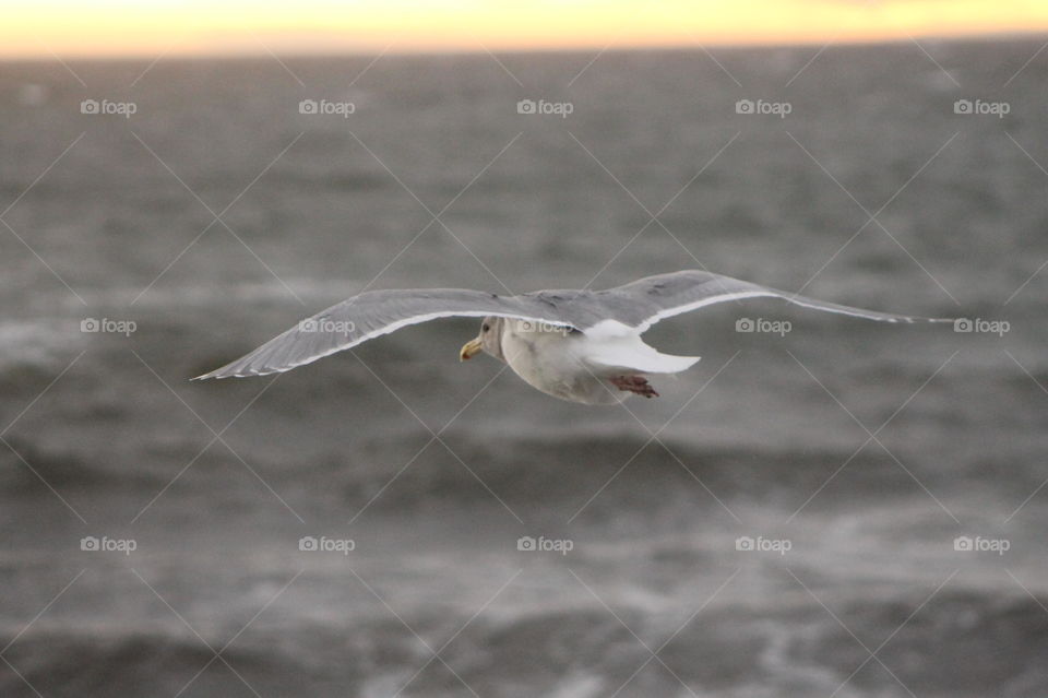 Morning shot of the sea, sky and clouds in a myriad of colours. A seagull is floating on the wind,  illuminated by the sunlight. 