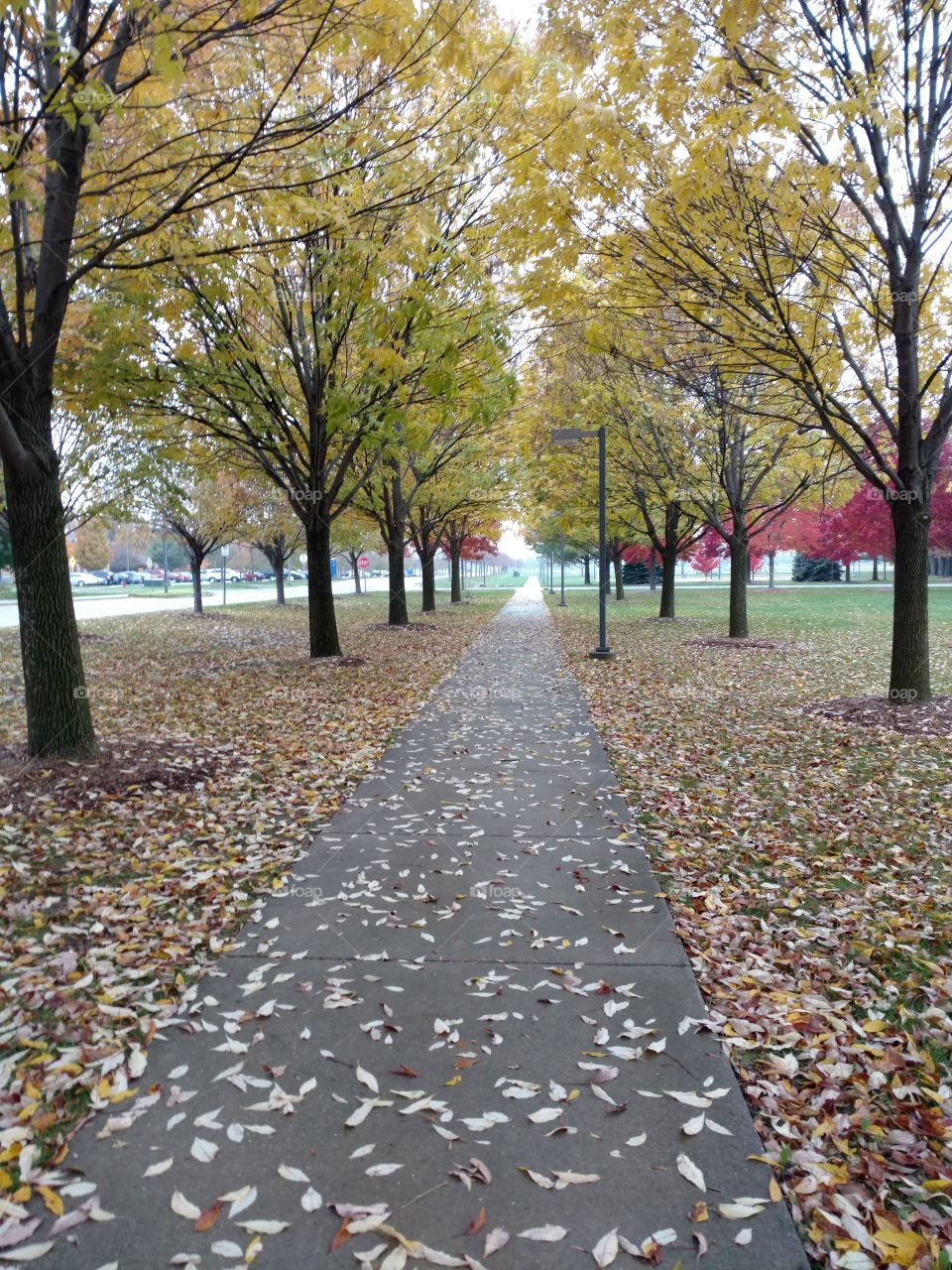 Trees lining sidewalk during Autumn