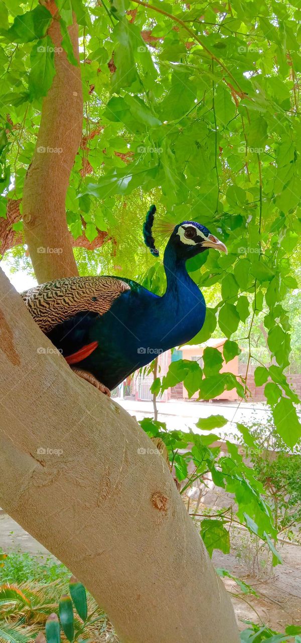 peacock on the 🎄 ##$$