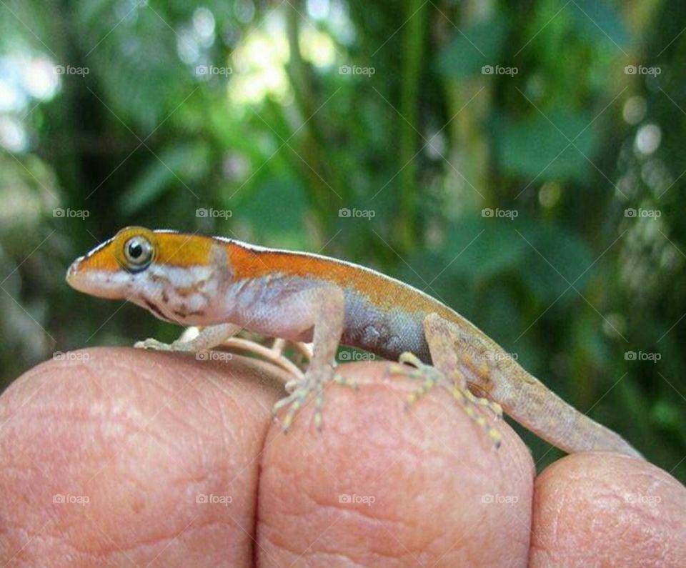 baby lizard