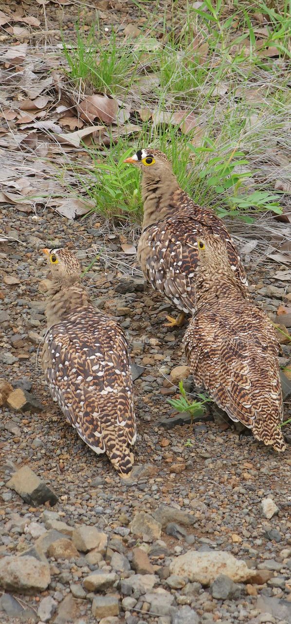 Double-Banded Sandgrouses