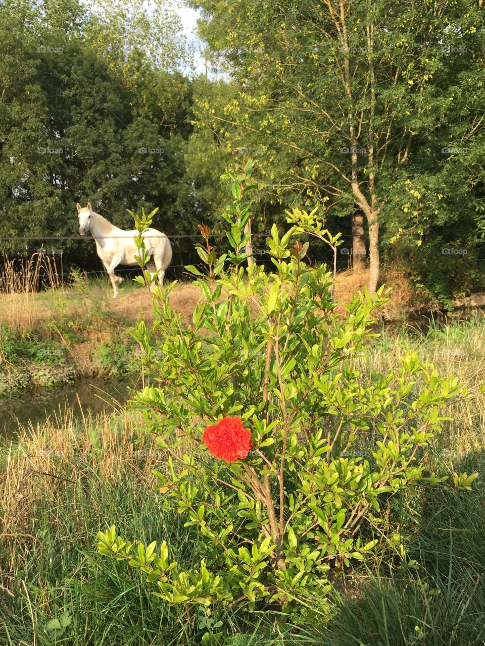 Flower of pomegranate and white horse 