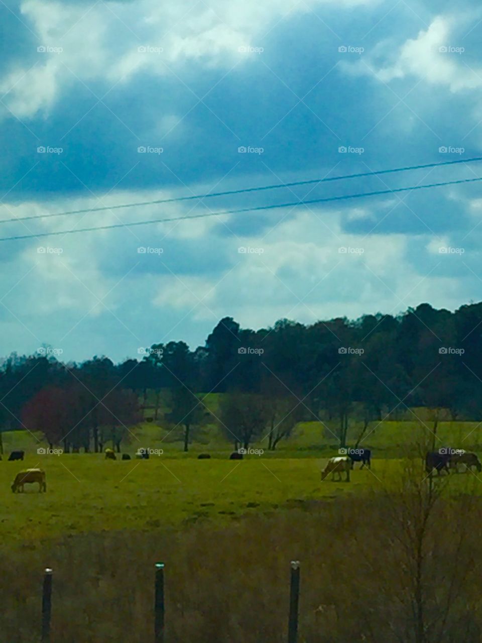 Cows grazing in a field.