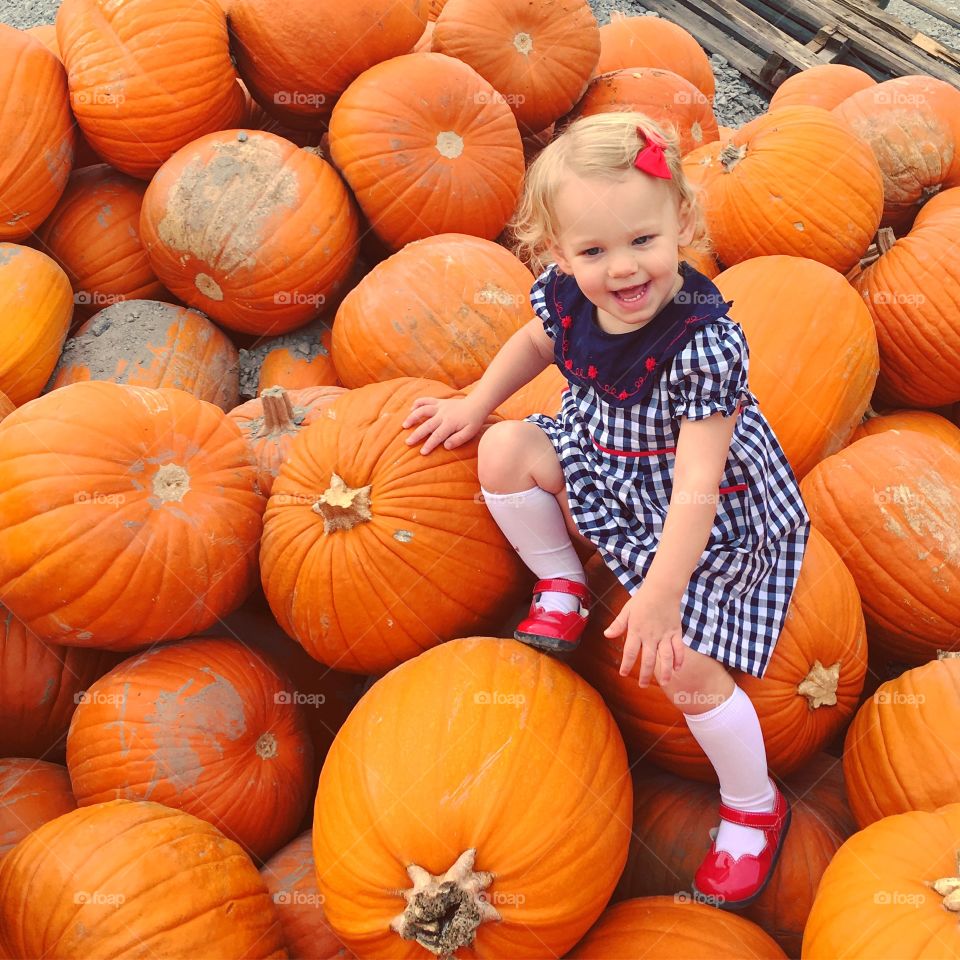 Pumpkin, Halloween, Thanksgiving, Fall, Pasture