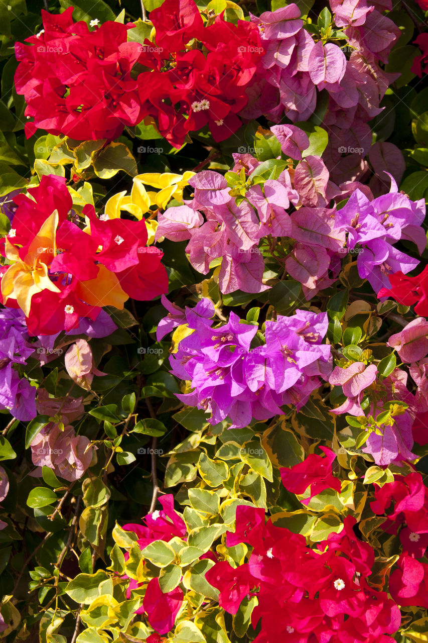 THE FLOWERS AT NOON NOOK GARDEN PATTAYA THAILAND