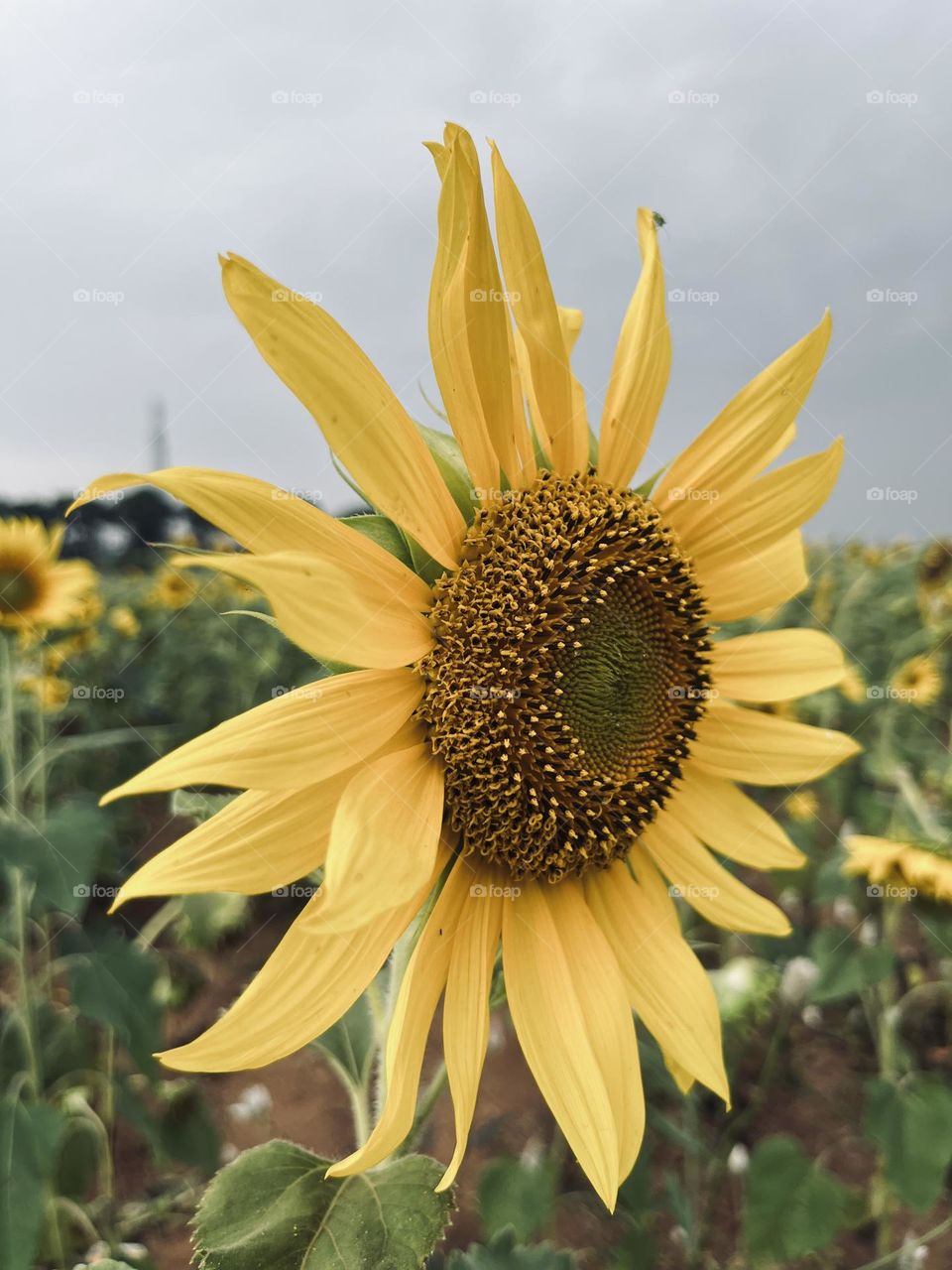 Beautiful sunflower💛