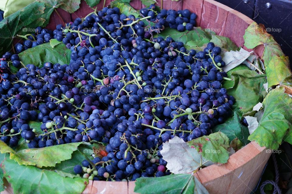 blue grapes