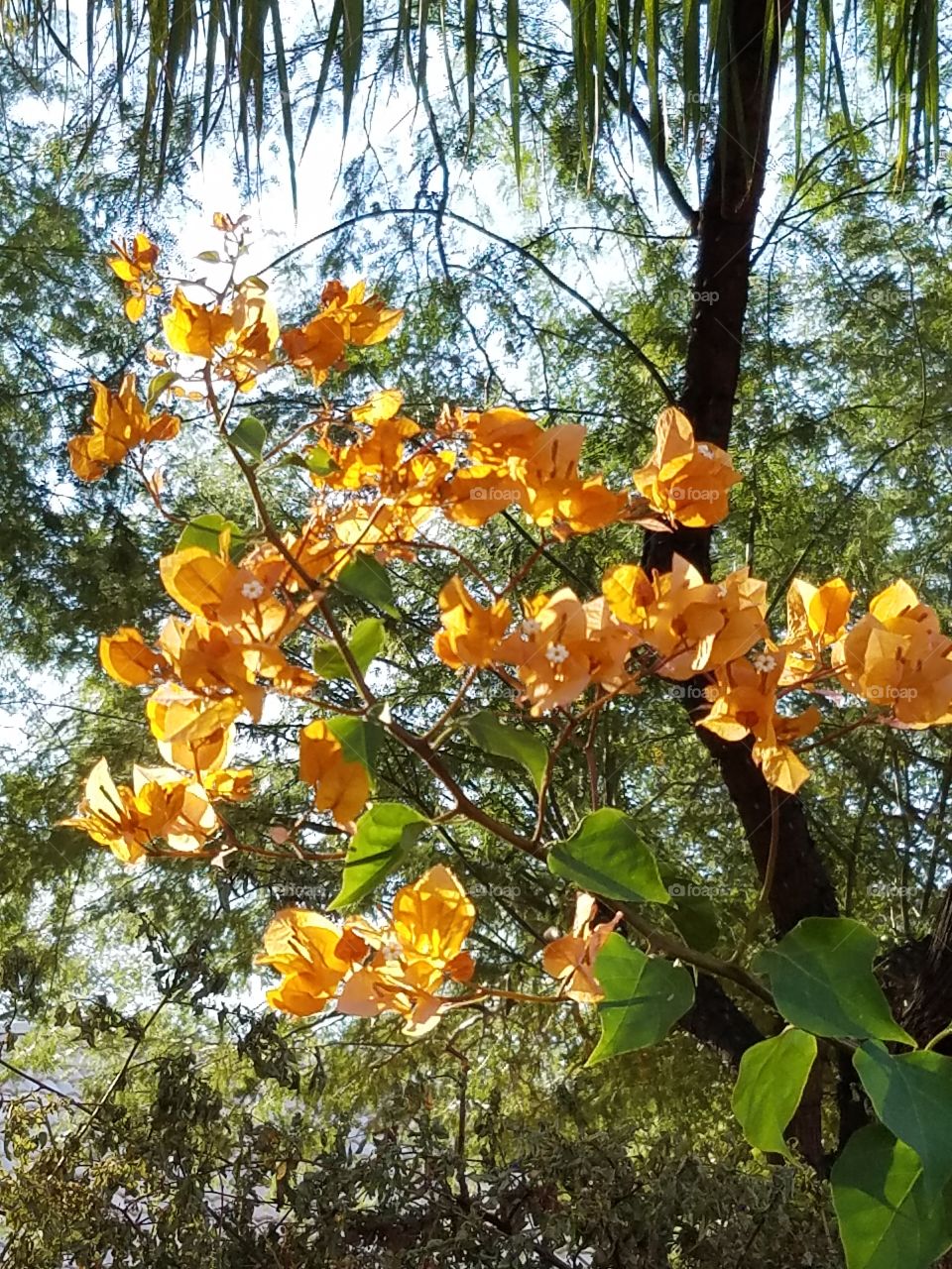 peach bougainvillea