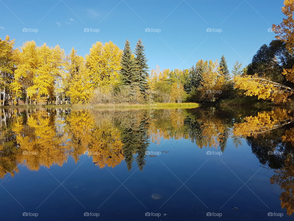 Autumn leaves reflected in a pond