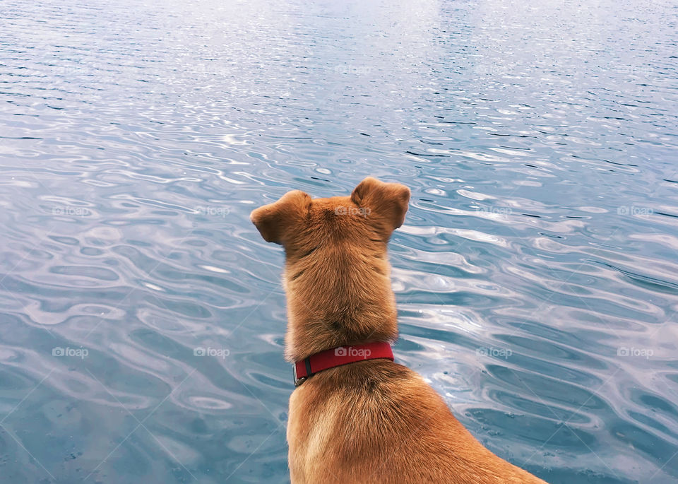 Orange domestic dog watching the blue lake water 