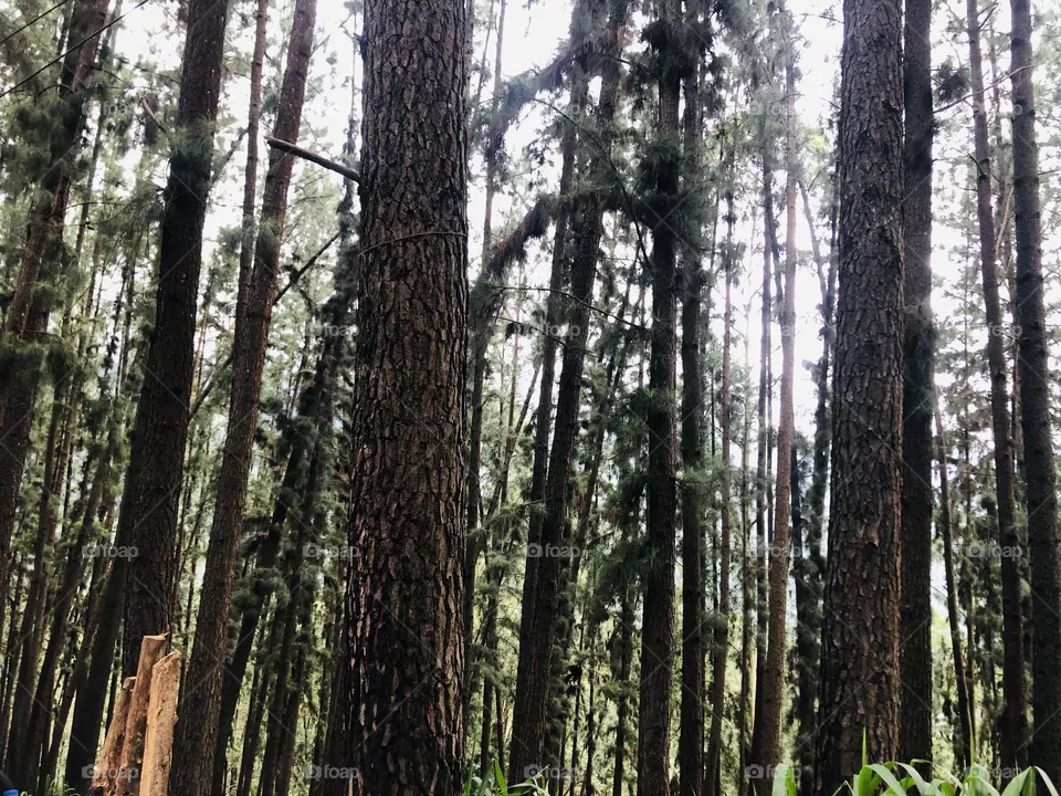 Green trees