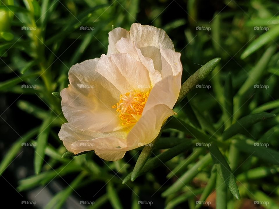 my beautiful Portulaca grandiflora