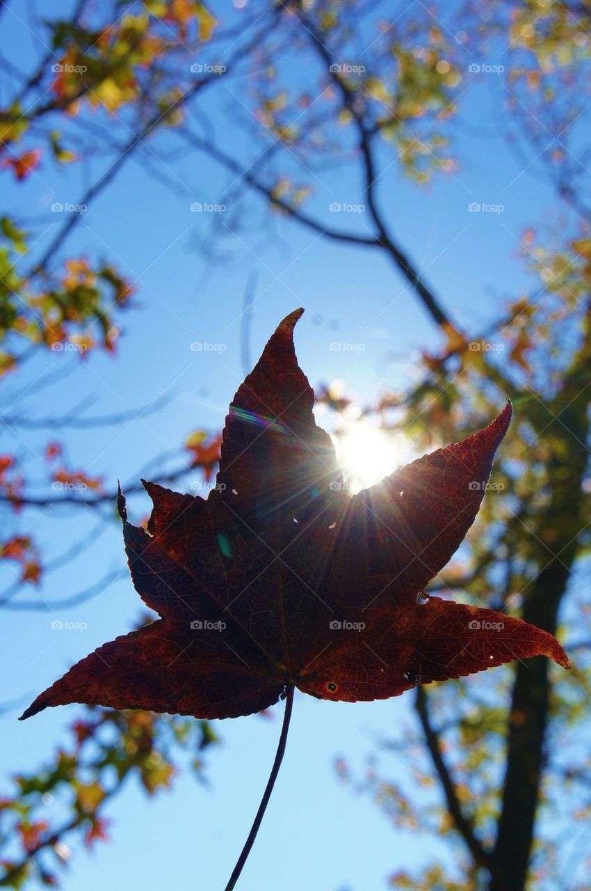 Low angle view of dry maple leaf