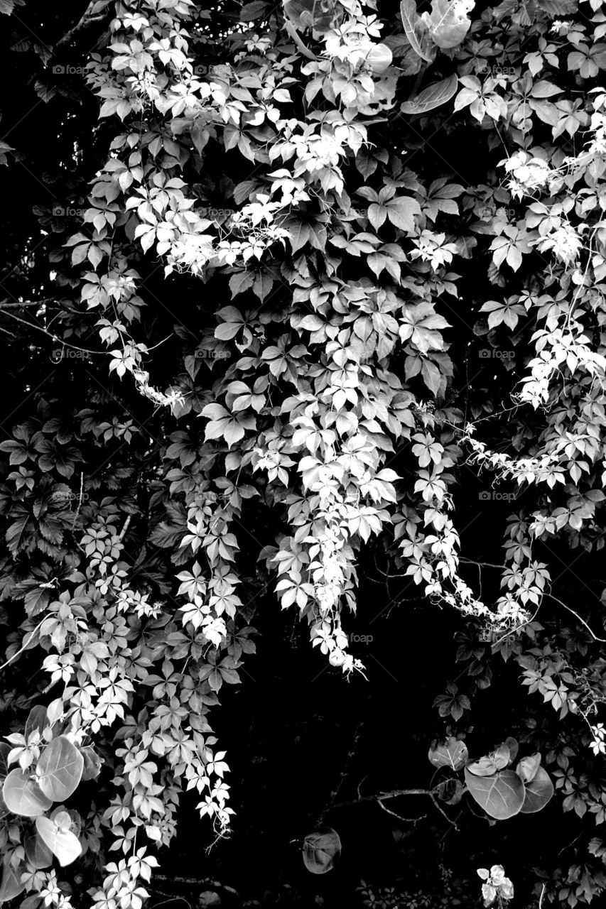 vine in black and white . 5 leafed vine, thankfully not poison ivy 