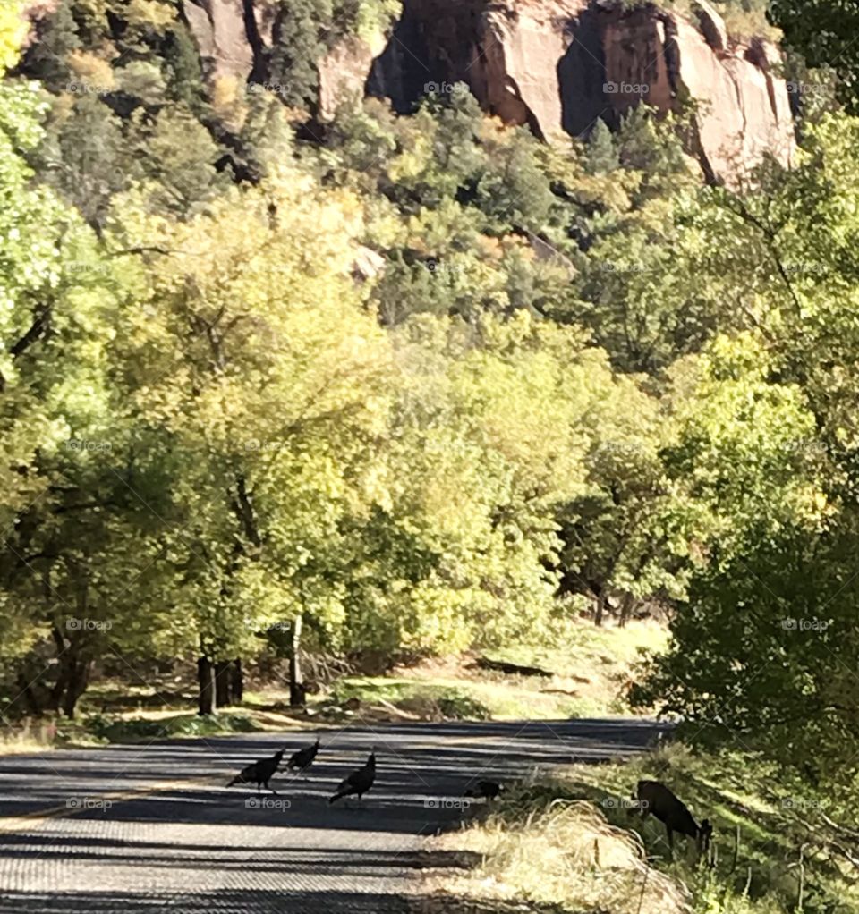 Wildlife in the desert 