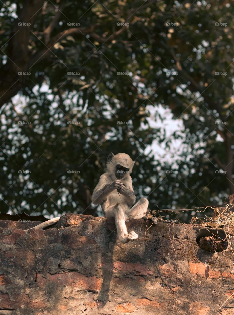 langur monkey baby