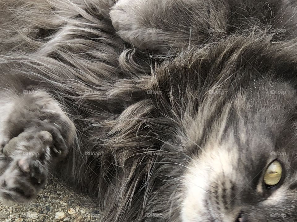 Cute gray kitty doing kitty things