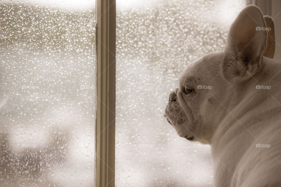 Waiting under the rain! My baby princess, Oyster, the french bulldog loves waiting by the window and watching the rain fall.