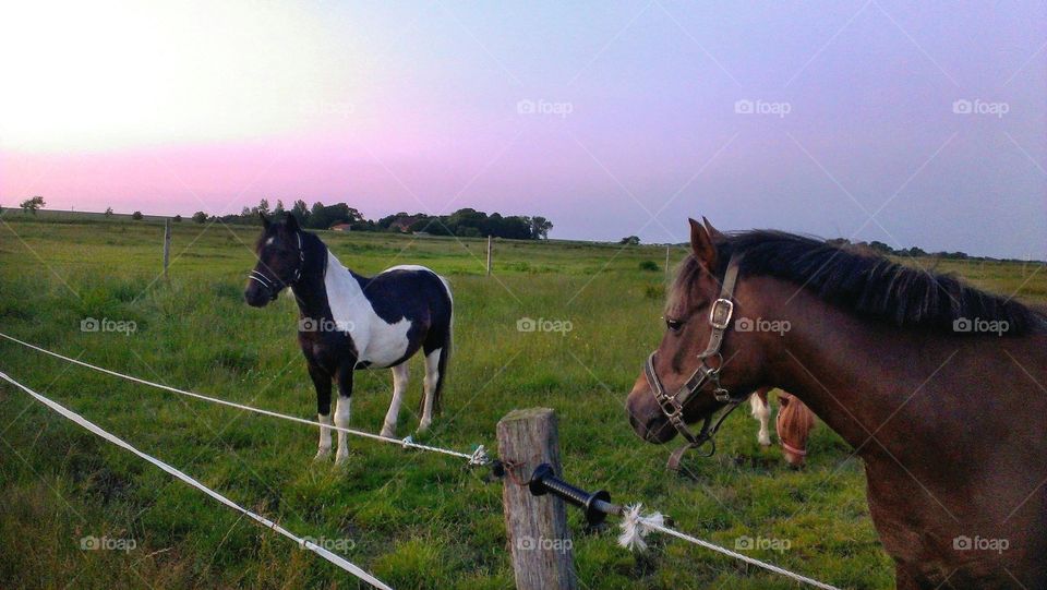 3 beautiful horses / ponies look at the sunrise / sunset in the morning. It is a warm summer day.