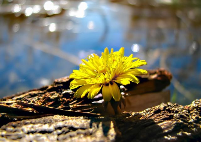 dandelion on the river , river, autumn , clean water, lights 