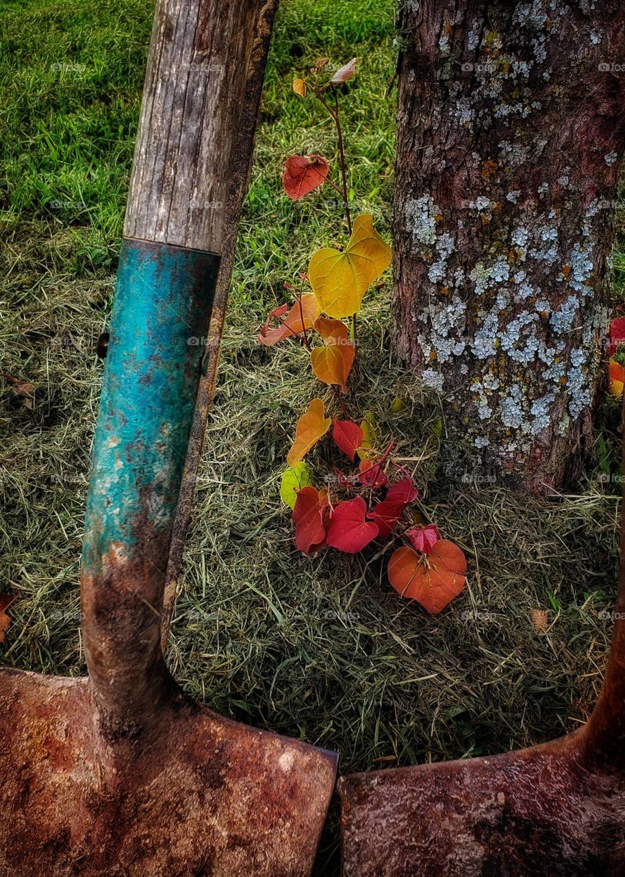 Resting shovel on the oak tree. Fall is approaching and it’s time for the leaves to show off their beauty. 