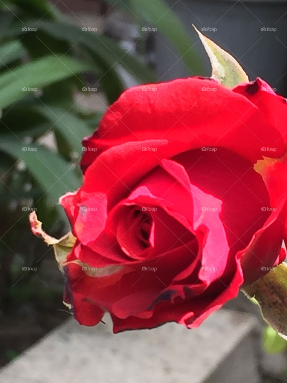 Rose from Kombony’s garden in Zamalek 