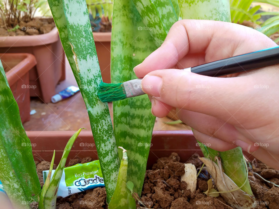 painting natural plants