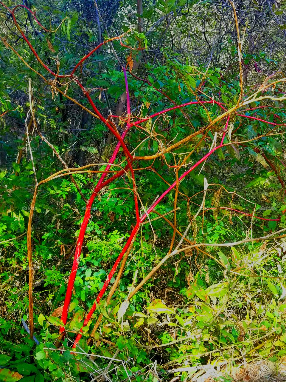 Branching Out. #redandgreen #beautifulscenery #vibrantcolors #natureatitsbest #canvasart