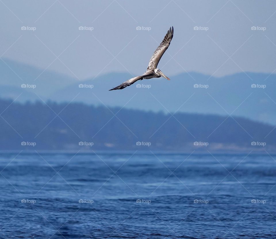 Brown pelican looking for dinner