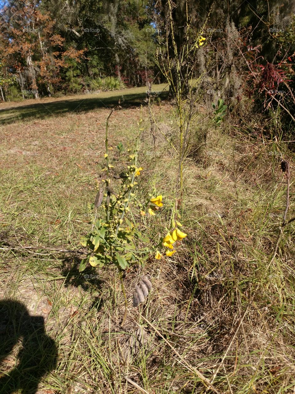 flowers in December down south in Georgia