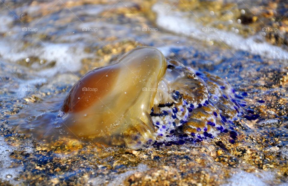 Jelly fish Mediterranean Sea 