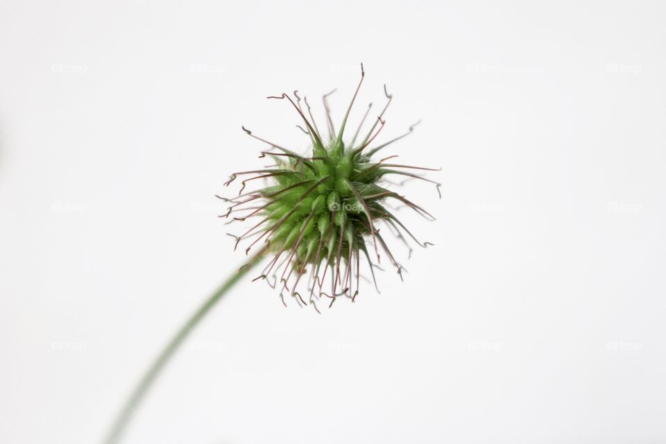 One green flower with white background 
