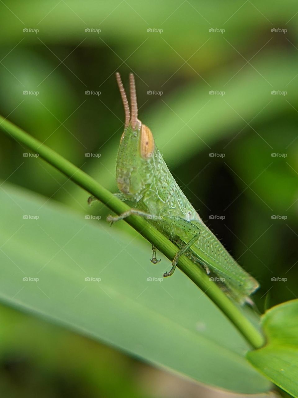 green grasshopper