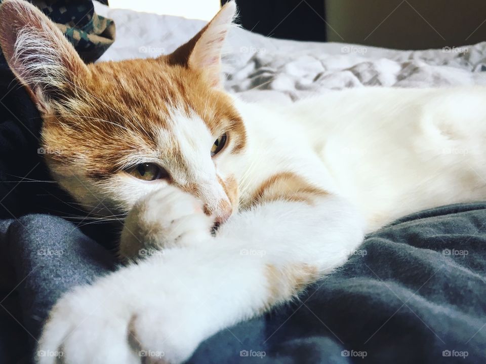 I could submit hundreds of photos of this cat being lazy, because being lazy is his favorite activity! 