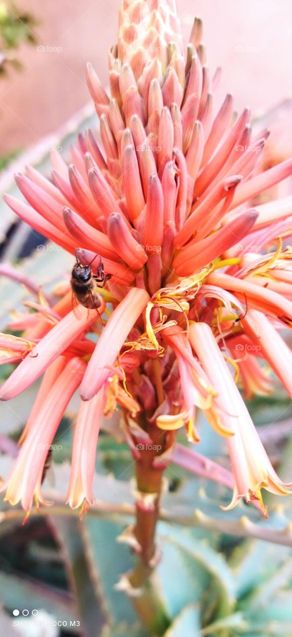 a bee on a red flower.