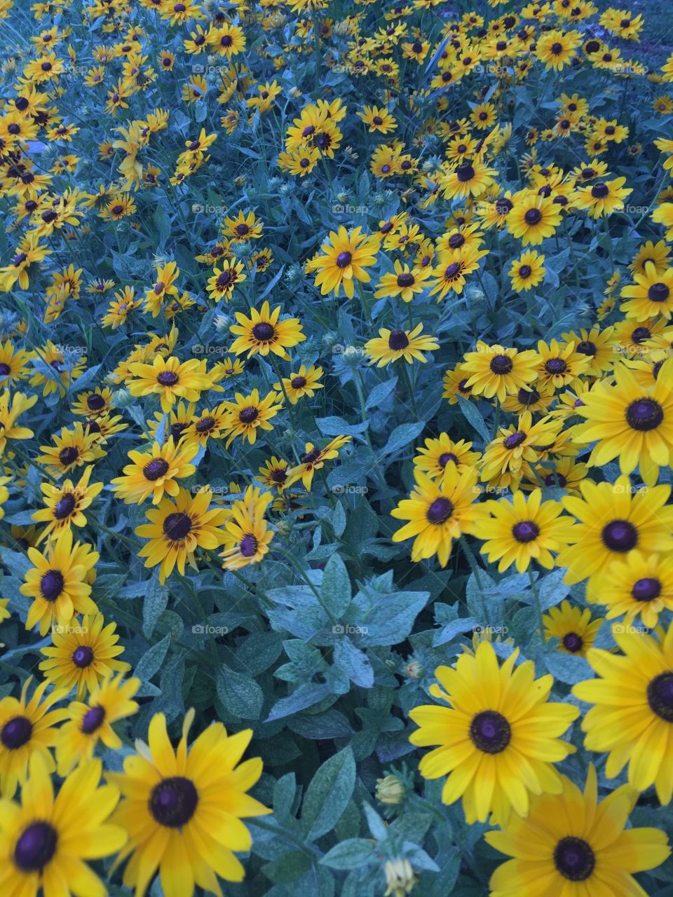 Sunflowers. Flowers