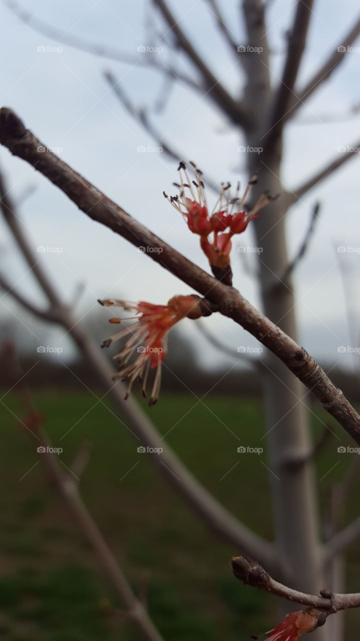 budding tree in spring
