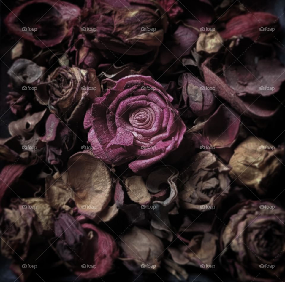 | Roses 🥀