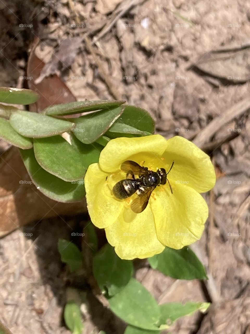 Flor amarela chamada de onze horas sendo visitada por uma abelha mirim.