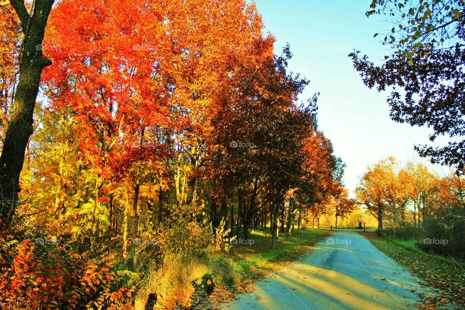 Autumn road 