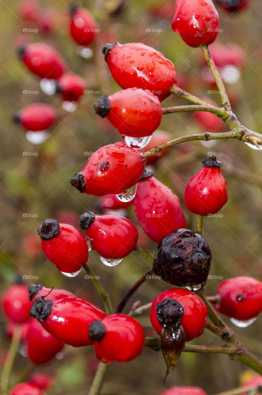 Rose hip.