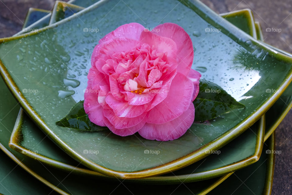 Flower in the plate