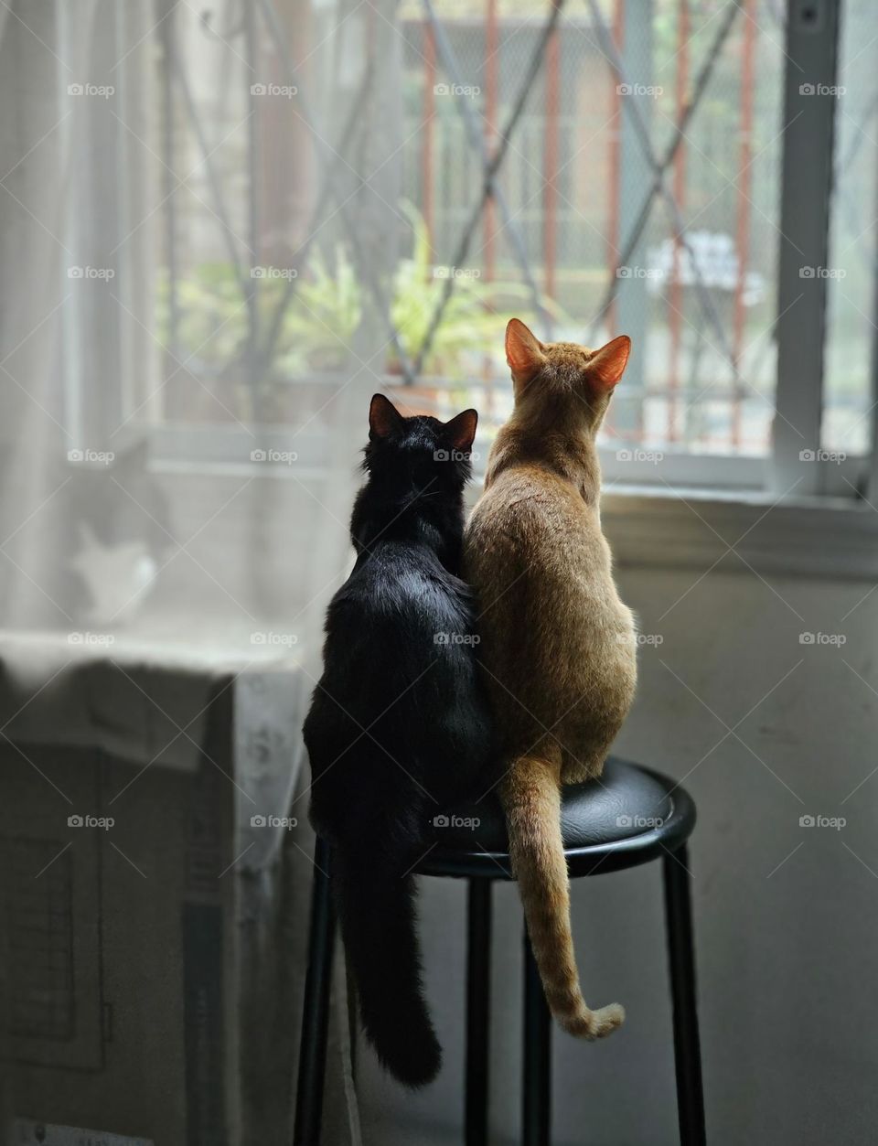"Three cats" An orange cat. A black cat. A black and white cat. Two cats on a bench look out the window. The other cat observes them. Tango, Toga and Mimi.