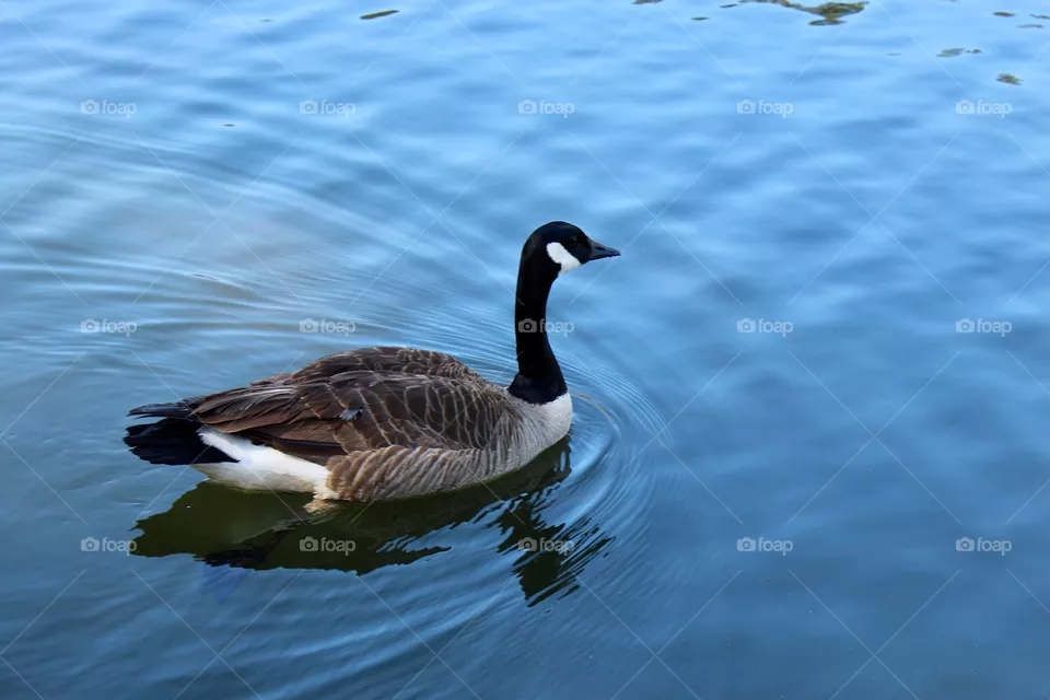 Goose 